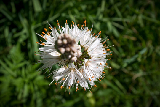 Asfodelo fiorito in montagna a maggio