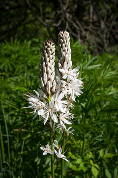 Asfodelo fiorito in montagna a maggio