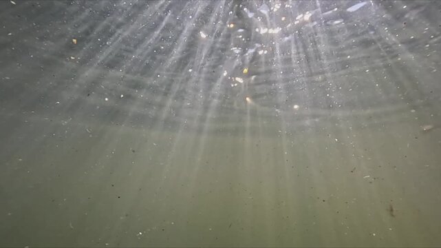 River bottom with rotting wood leaves and suspended particles seen in split shot with sunlight penetrating water in slow motion