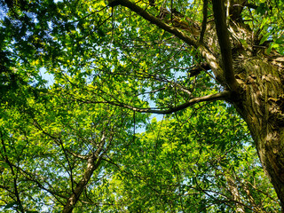 Fototapeta premium Baumkronen im Wald im Frühling