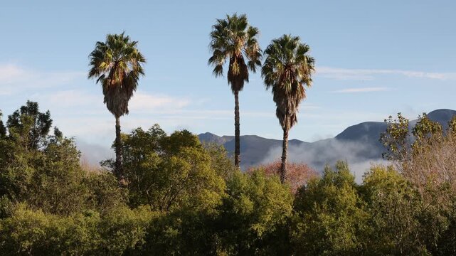 fog descending below palm trees and mountains,, Stanford, South Africa