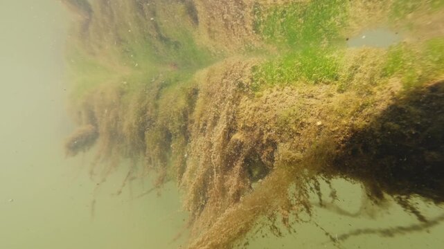 River water flowing underwater with visible particles vegetation and decay captured in slow motion with split view composition