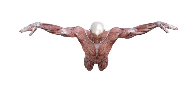 3D Render :  a male character with muscle tissue texture performs butterfly style swimming , front view

