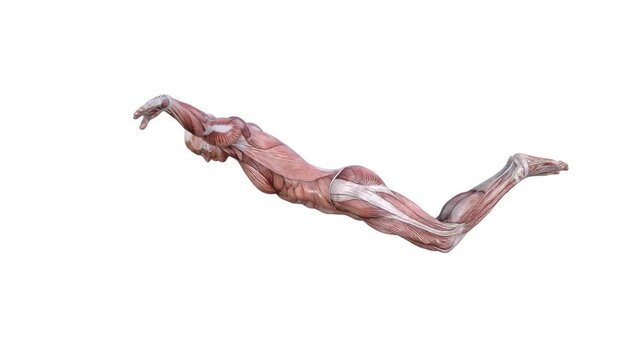 3D Render :  a male character with muscle tissue texture performs butterfly style swimming, side view 
