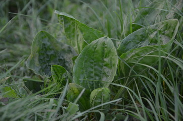 Plantain leaves growing in green grass © Natali