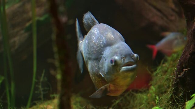 Calm piranhas swimming in group with close focus on jaws and teeth captured in slow motion underwater environment
