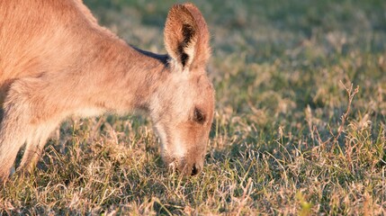 Close-up of a Young Kangaroo Joey Grazing in a Sunlit Field © blueringmedia