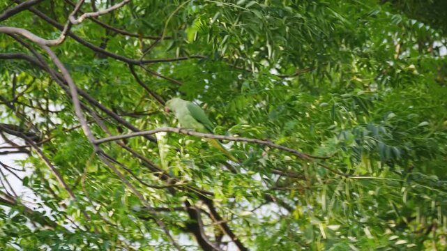 Green Rose Ringed Parakeet with Red Beak Sitting on Branch Surrounded by Green Leaves moving with wind