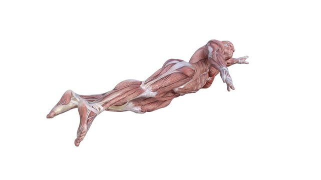 3D Render :  a male character with muscle tissue texture performs freestyle swimming , 45 degrees back view