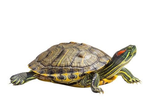 Redeared slider turtle isolated on transparent background