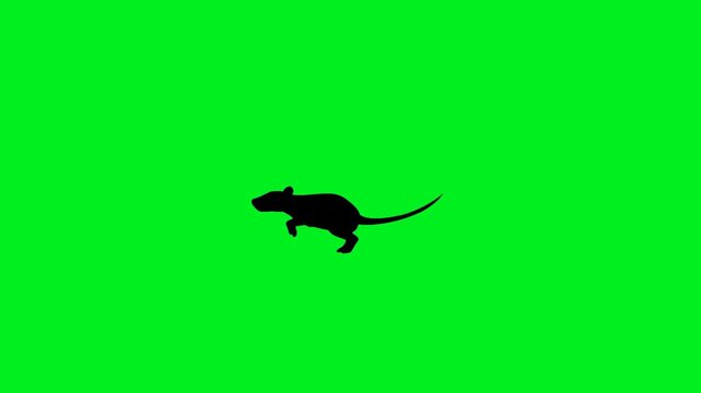 Loop Animation of Tiny Mouse Silhouette Running with Tail Sway in Side View on Green Screen, Perfect Wildlife Motion Asset for Visual Effects and Broadcast Editing