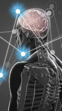 Vertical video: Camera rotating around translucent model, nodes pulsing, tracing brain-neck links
