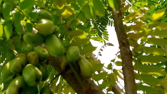 Close up of sliced Averrhoa bilimbi fruit with juicy texture