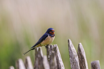 Barn Swallow by the Rozé Canal, Brittany, France © serge