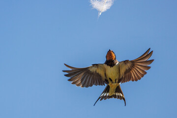 Barn Swallow by the Rozé Canal, Brittany, France © serge