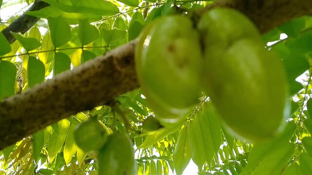 Tropical sour fruit Averrhoa bilimbi harvested in the garden