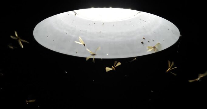 Large groups of alates are buzzing around light bulbs at night, a termite ecosystem.	
