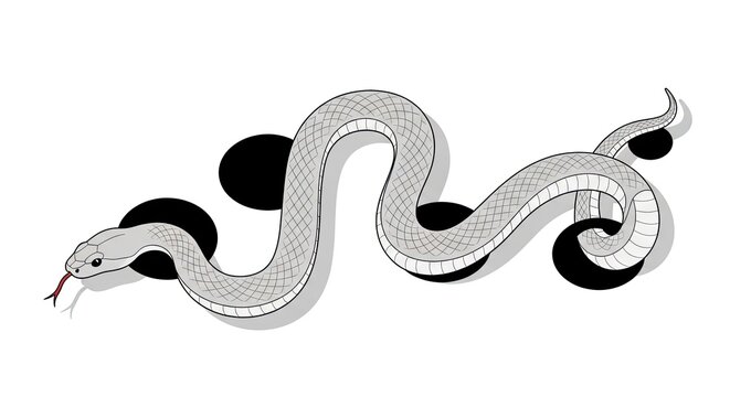 Elegant coiled snake illustration with geometric circle background.