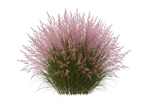 Close-up of pink muhly grass plumes against black background, isolated on a, transparent background