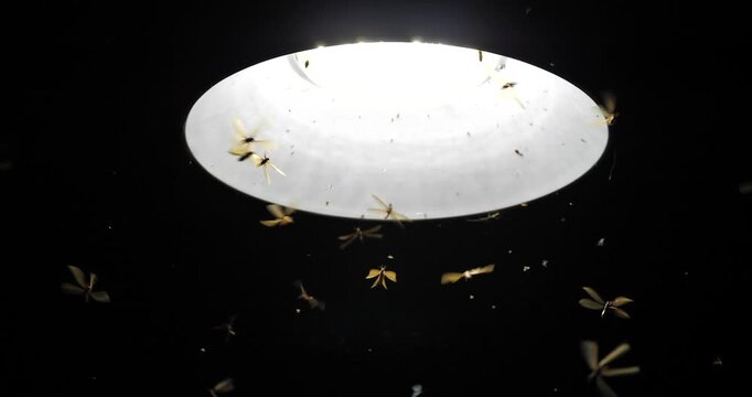Large groups of alates are buzzing around light bulbs at night, a termite ecosystem.	
