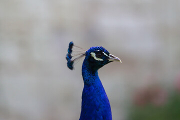 Obraz premium Close‑up of blue peacock head detail