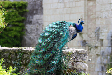 Obraz premium Ornamental bird showing majestic elegance