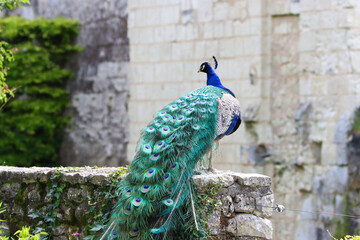 Fototapeta premium Close‑up of vibrant blue peacock feathers