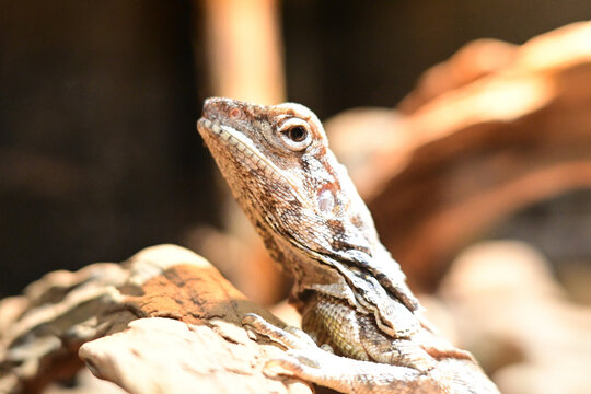 Close-up portrait of a frilled lizard basking on a wooden log