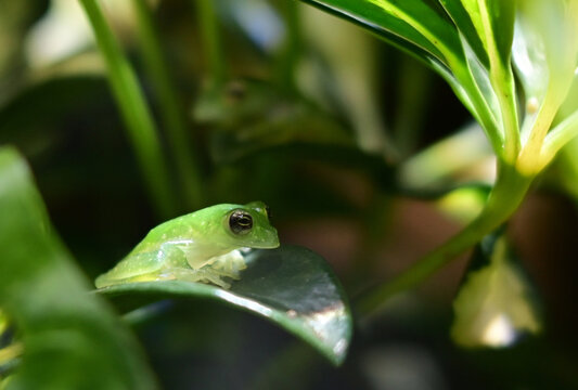 Close-up of a tiny translucent green frog resting on a glossy leaf