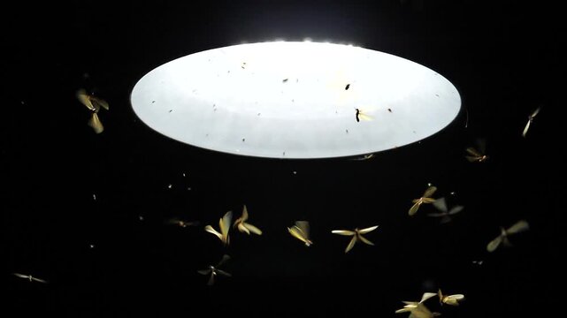Large groups of alates are buzzing around light bulbs at night, a termite ecosystem.	
