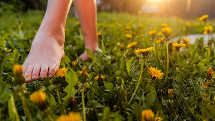 Barefoot walking through a field of dandelions at golden hour © shine.graphics