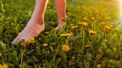 Barefoot person walking through a field of dandelions in warm sunlight © shine.graphics