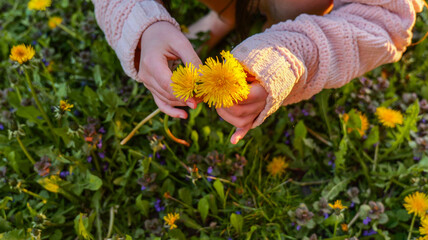 Child's hands gently holding bright yellow dandelions in a sunlit meadow © shine.graphics
