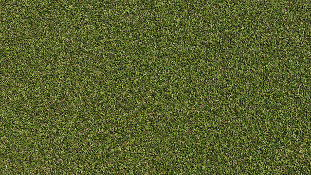 Top-down view of dense green Lemna minor duckweed covering water surface