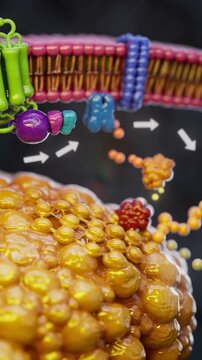 Conceptual 3D animation of adrenaline triggering fat breakdown in an adipocyte cell