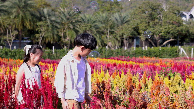 Asian Brother and Sister Walking Through Vibrant Celosia Flower Field with Bubbles