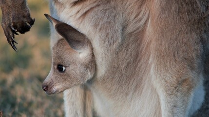 Australian Kangaroo Joey Looking Out from Mother's Pouch in Golden Light © blueringmedia
