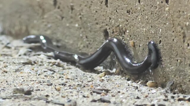 

Black Hammerhead Worm (Bipalium) crawling on a light concrete surface #007

 