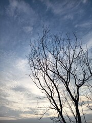 Fototapeta premium The image shows the silhouette of a leafless tree against a vast sky. 