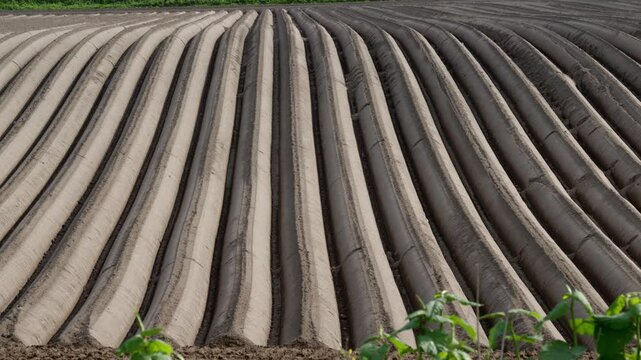 Freshly prepared agricultural rows stretching across farmland in Hokkaido, Japan. Rhythmic soil patterns and cultivated earth creating a calm rural landscape texture.