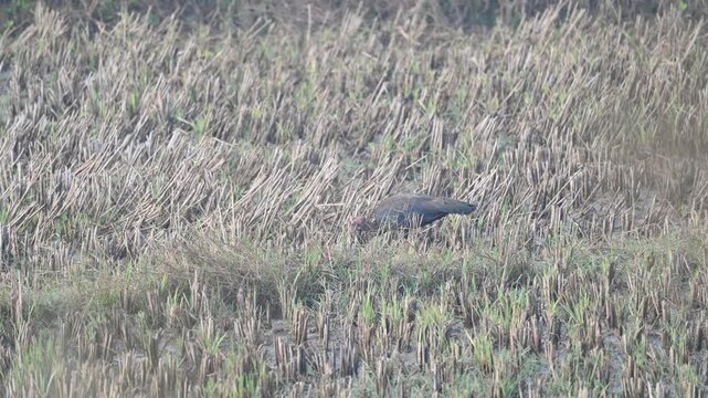Red naped Ibis foraging in a harvested agricultural field. Its common name is Pseudibis papillosa, Indian black ibis and black ibis. It is a species of ibis found in the plains, agriculture fields.