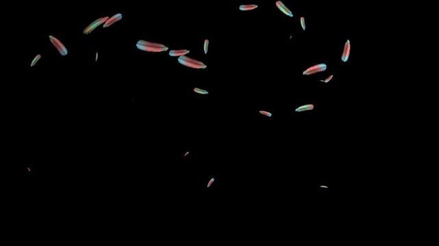 Feather video keying material with alpha channel, suitable for film and television post production, VJ performances, stage backgrounds, and visual creation.