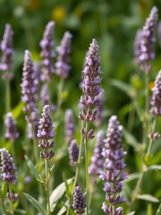 Fototapeta premium Elegant lavender silhouette showcasing delicate flower spikes amidst lush greenery, elegance, beauty