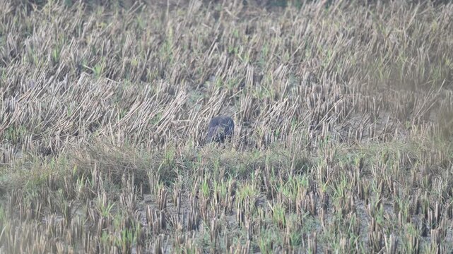 Red naped Ibis foraging in a harvested agricultural field. Its common name is Pseudibis papillosa, Indian black ibis and black ibis. It is a species of ibis found in the plains, agriculture fields.