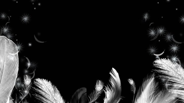 Feather video keying material with alpha channel, suitable for film and television post production, VJ performances, stage backgrounds, and visual creation.