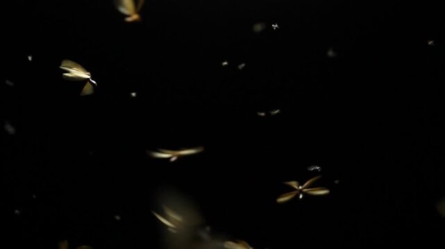 Large groups of alates are buzzing around light bulbs at night, a termite ecosystem.