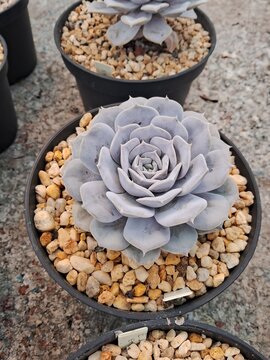 suculenta