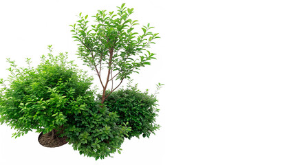 Fototapeta premium Lush green bushes and shrubs garden plants isolated on transparent background cut out