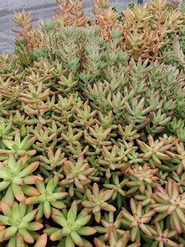 suculenta 