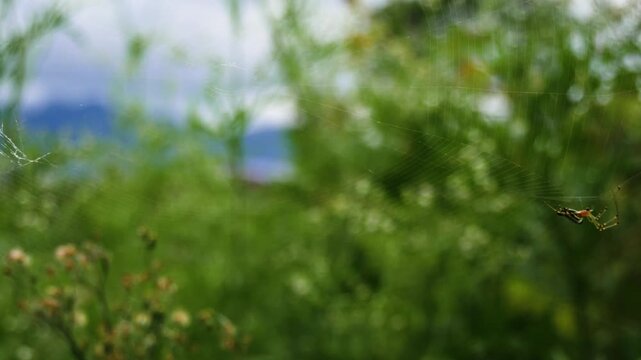 Asian Wasp Spider Sitting on Large Orb Web Against Blurred Green Nature Background